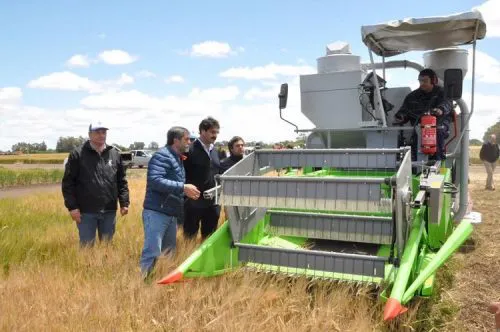 Entrarán U$S 1000 millones en trigo