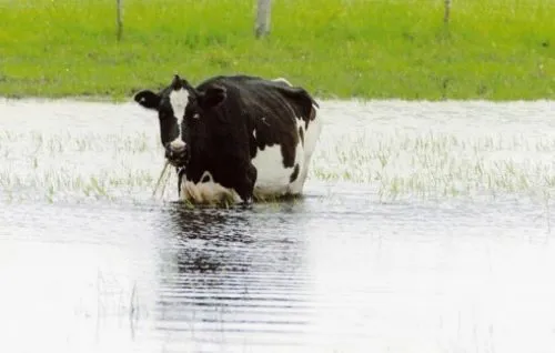 “30 o 40 tambos se vieron obligados a cerrar”