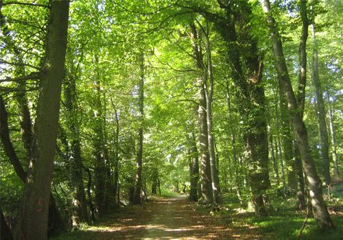 Polémica por la nueva Ley Territorial y Bosques Nativos bonaerense