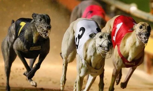 Carrera de galgos: ahora también buscan prohibirlas en Provincia