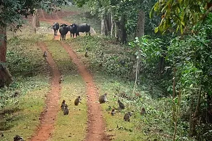 Elefante salvaje mata a una mujer, aparece en el funeral y pisotea su cadáver