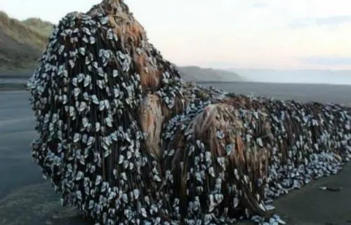 Caminaba por una playa paradisíaca y se encontró con "el monstruo de Muriwai"