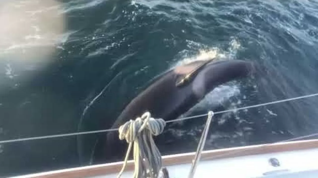 ¿ Porqué las Orcas atacan a los veleros ?