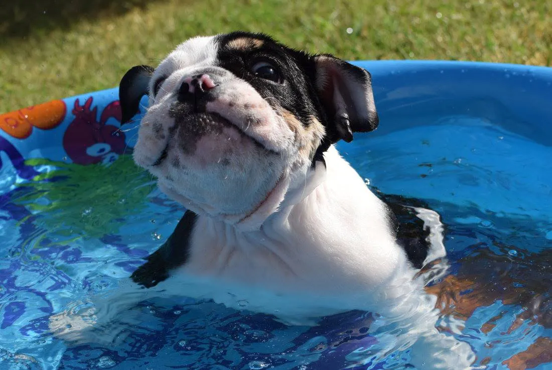 Mía, la perrita que se refresca nadando y da un mensaje clave para el verano