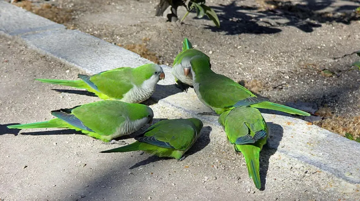 Cotorras argentinas Cotorras argentinas