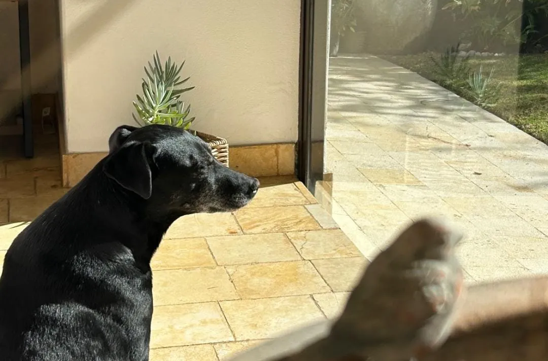 El baile viral de Soda y su familia rompe récords de ternura