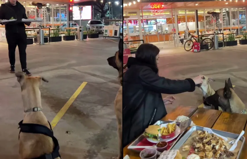 Familia sorprende a sus perros con una noche de hamburguesas