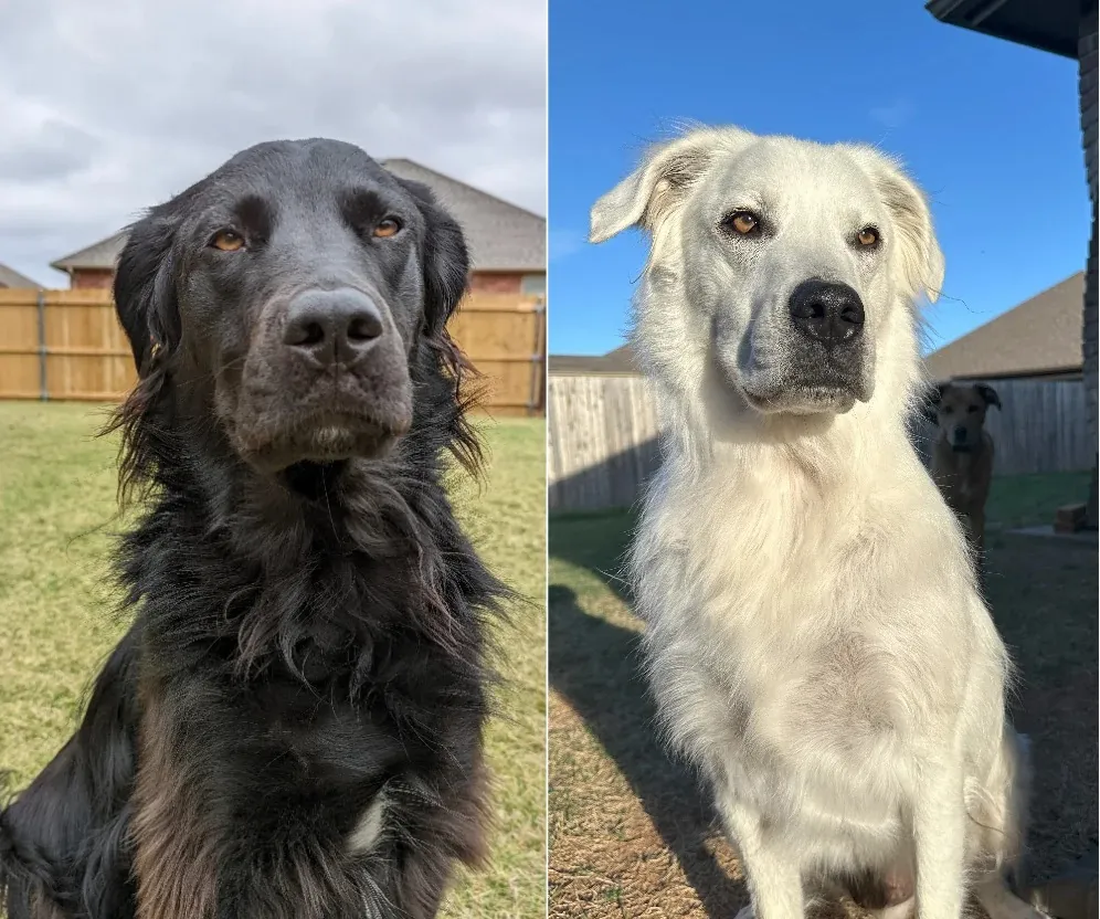Perrito negro se volvió blanco en 2 años: ¡Mirá el proceso!