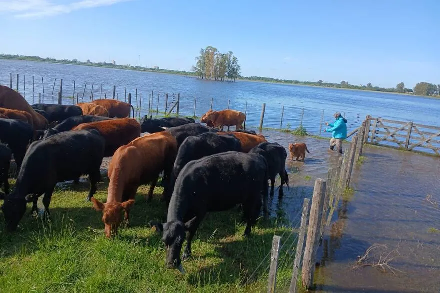 Inundaciones en el campo bonaerense