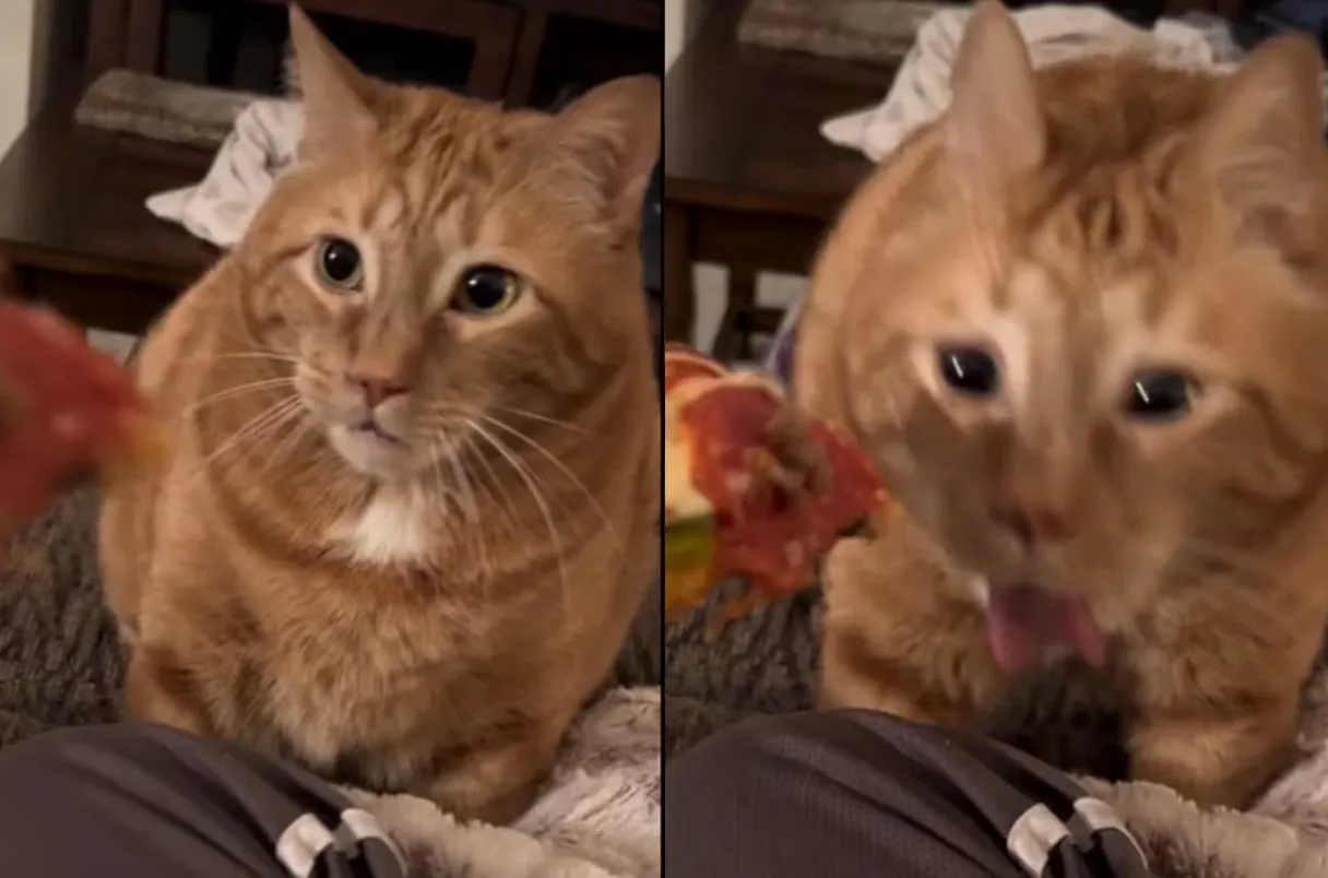 ¡Gatos Dramáticos! Las mejores caras de asco por comida