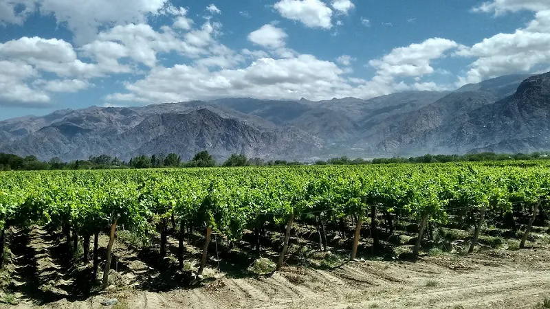 vinedo-cafayate