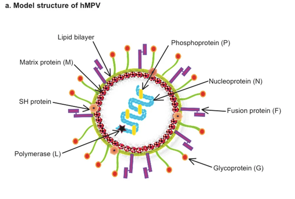 Colapsan hospitales en China por virus respiratorio HMPV