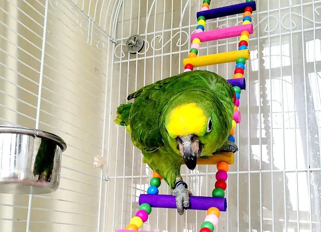 El lorito que hace acrobacias como un deportista de élite