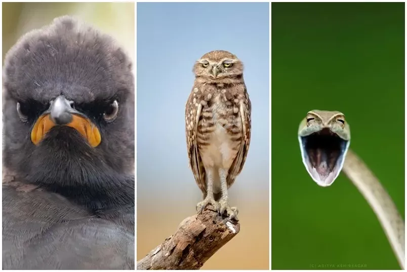 Mirá las 10 fotos de animales más divertidas del año, según este concurso mundial