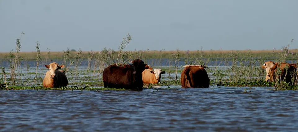 Inundaciones en el campo bonaerense