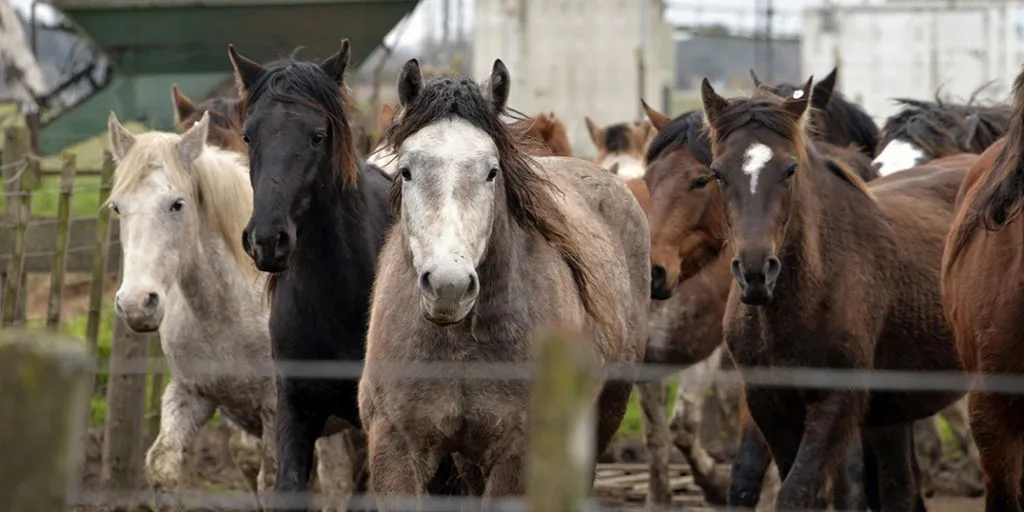 Declaran emergencia sanitaria en todo el país por brote de Encefalomielitis Equina