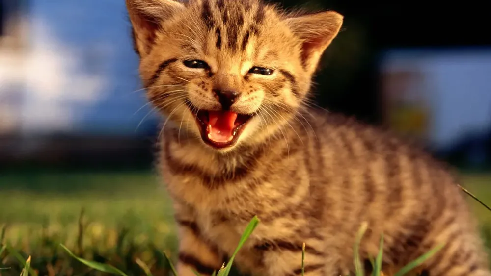 Gato que ama cepillarse los dientes genera ternura y conciencia en redes
