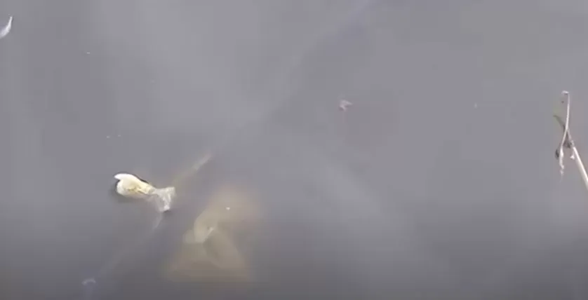 ALERTA: Salto, una ciudad con olor nauseabundo por la contaminación