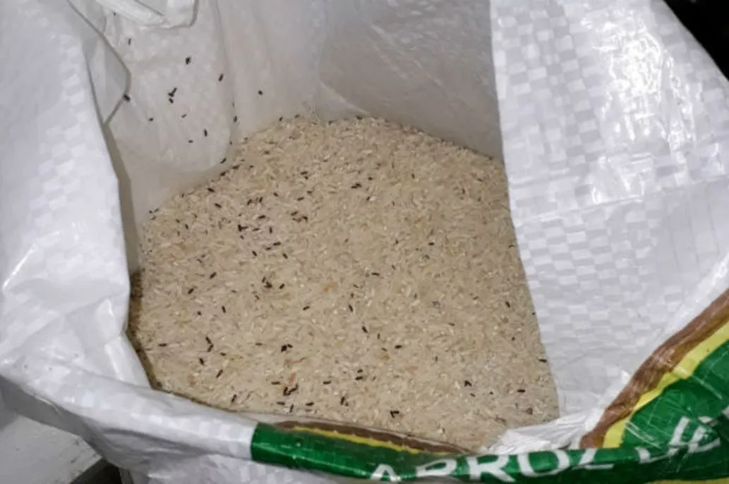 EN UN MUNICIPIO ENTREGARON BOLSONES DE ARROZ CON GORGOJOS