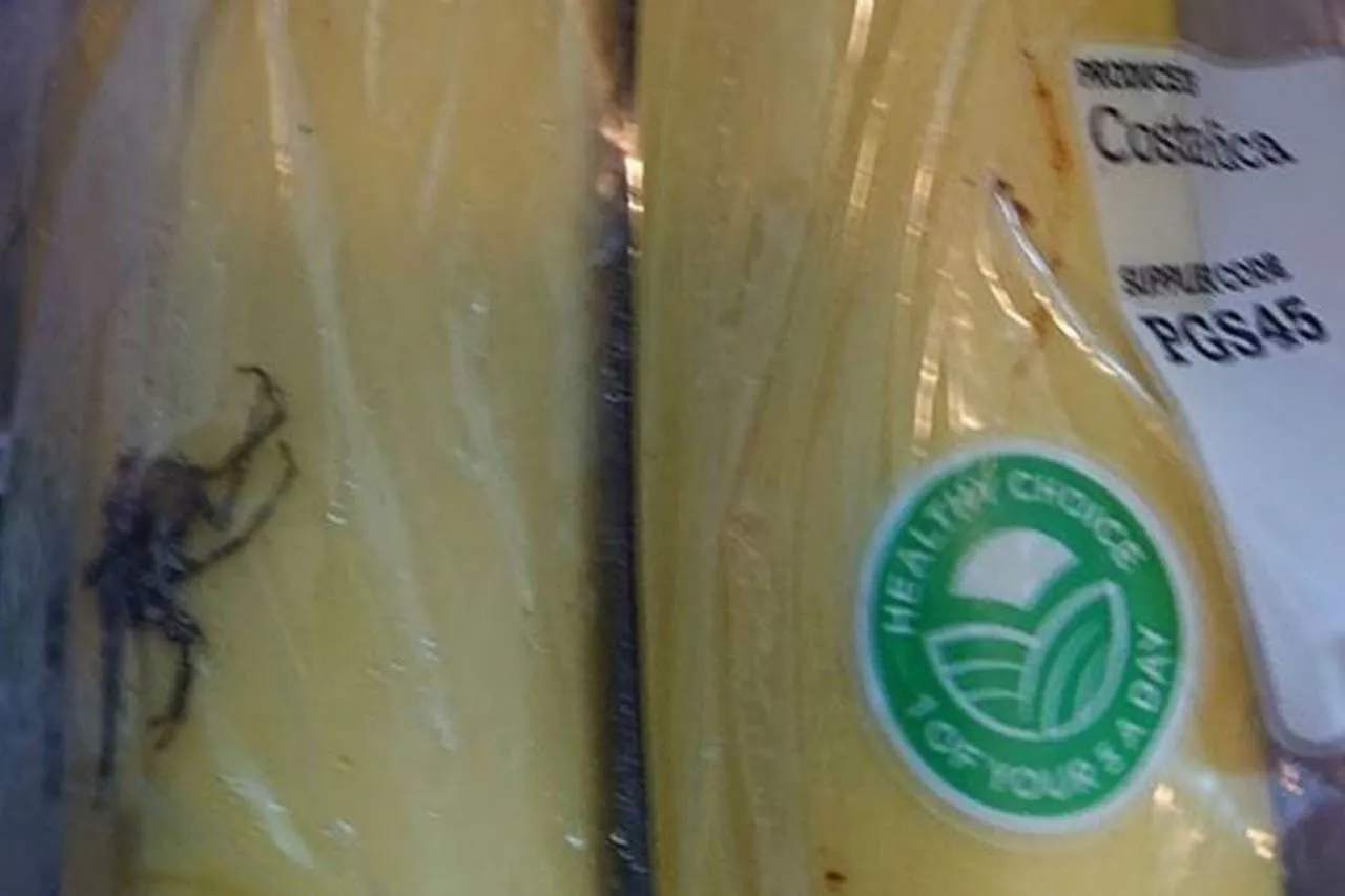 Compran bananas y se llevan terrible susto: encuentran a la araña más venenosa del mundo