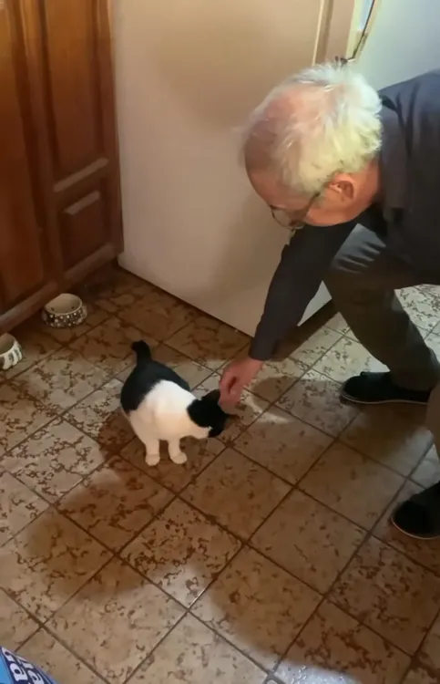 Gato dice "abuelo" y conquista las redes sociales