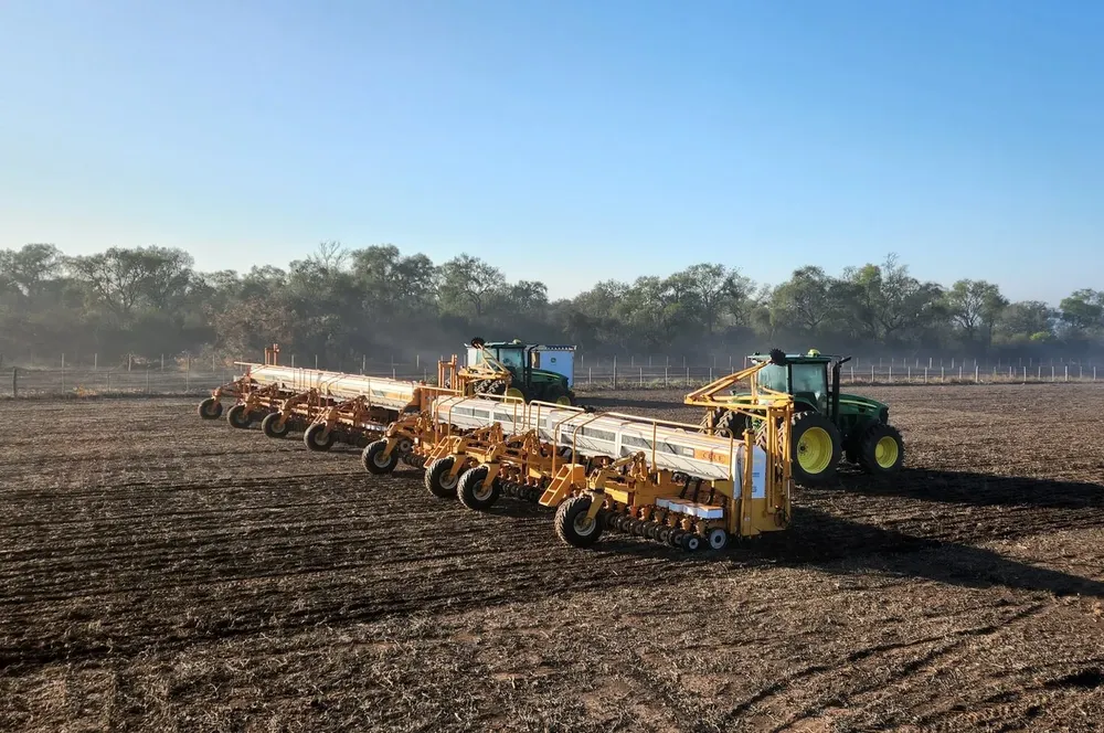 cultivo de girasol semillas campo