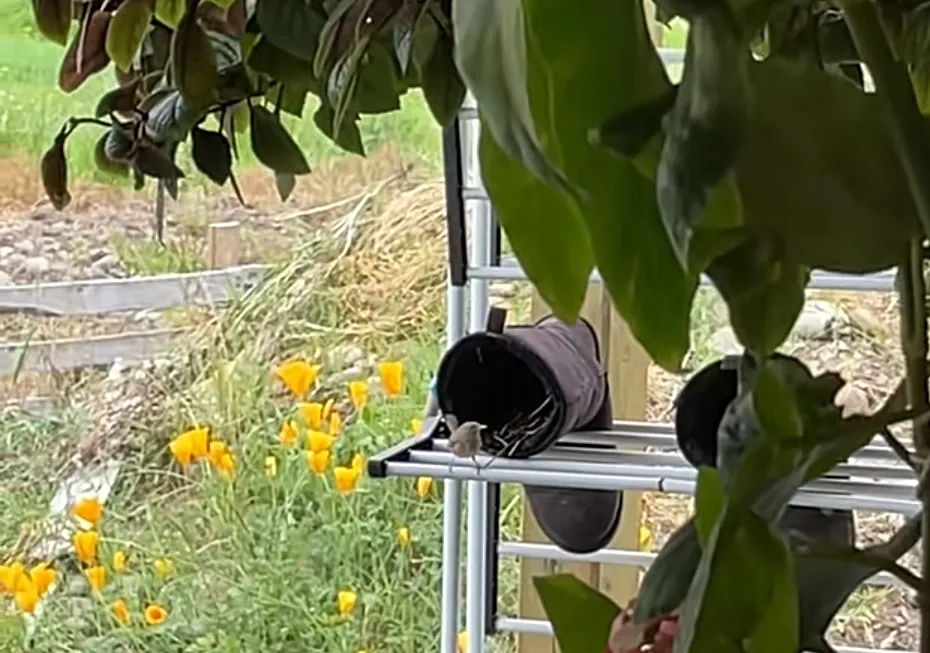 dejó sus botas al sol y encontró una familia de aves