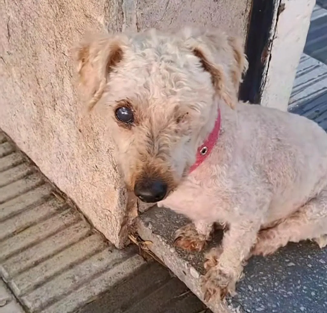 Timy, el perro que no ve ni escucha pero ama chusmear