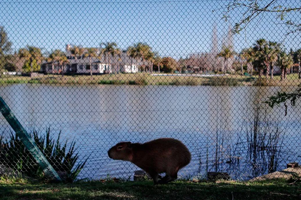 Denuncias por traslado de carpinchos y tensión en Nordelta