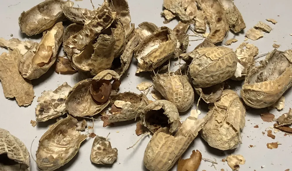 Una empresa argentina que produce maní genera energía para una localidad a base de desechos