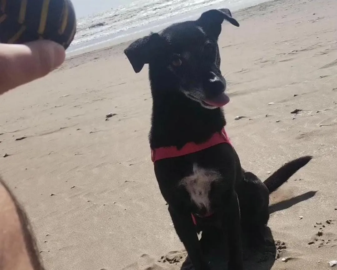 Perrita se manda una macana y en redes todos la defienden