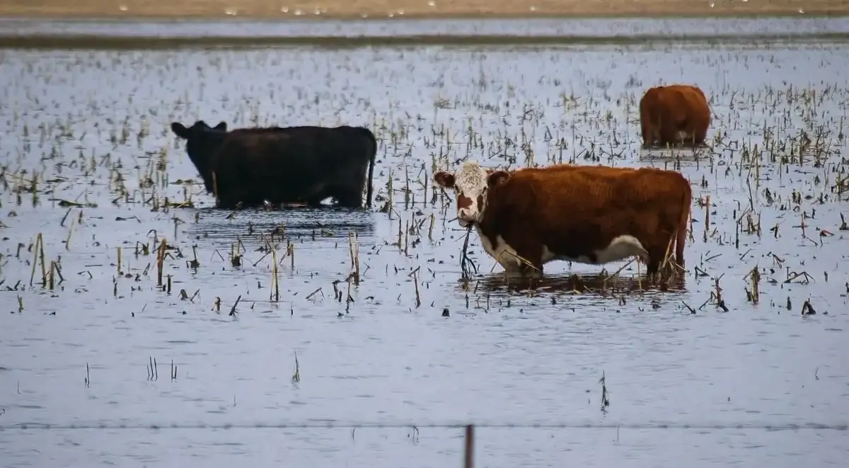 Reclamo de Carbap por inundaciones
