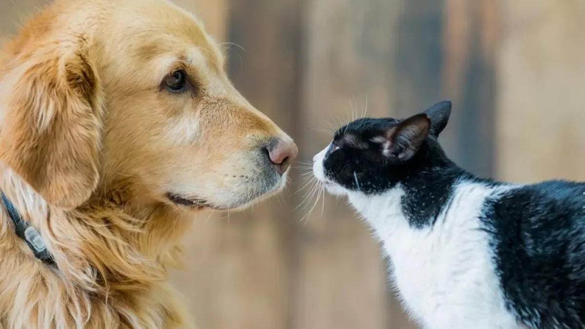 ¿Gatos o perros? Un estudio demuestra quiénes son más fieles