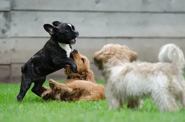Perros 2