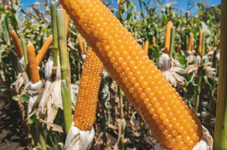La chicharrita sigue haciendo estragos en los maizales
