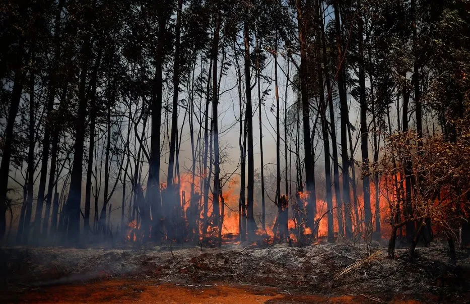 Incendio forestal en Brasil