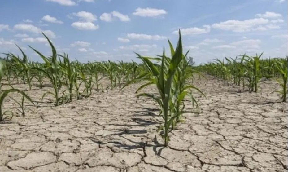 Agricultura estima un crecimiento del 23% de la producción de trigo para la presente campaña