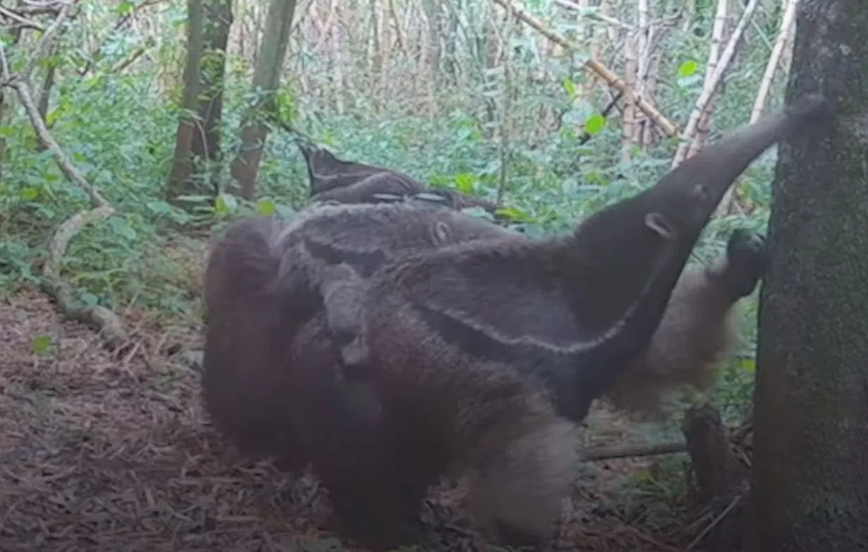 Osos hormigueros en el Portal Carambola