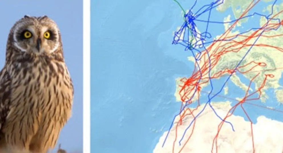 Un estudio permitió saber más sobre estas aves.