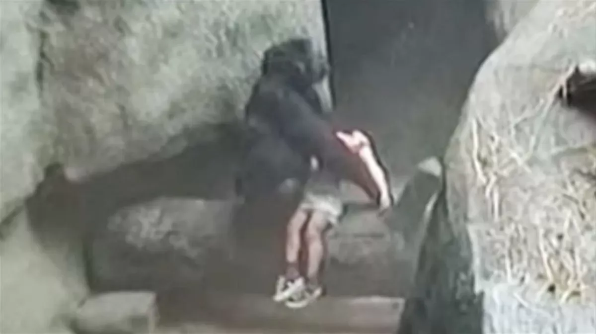 Héroes: Los 3 videos más impactantes de animales salvando la vida de humanos