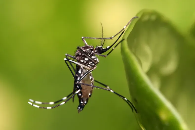 Dengue