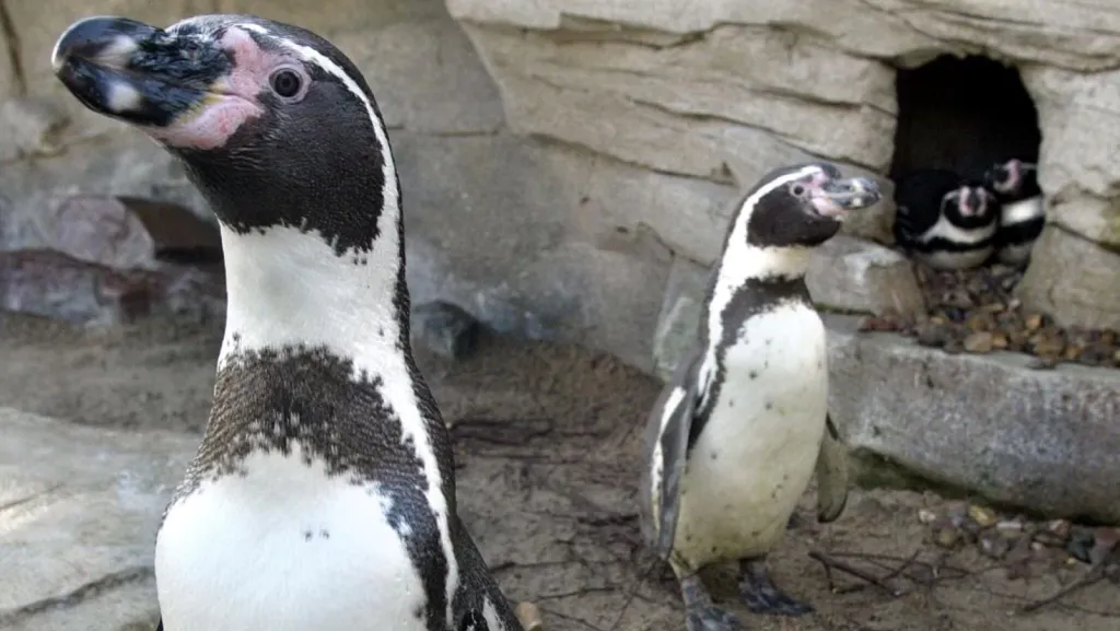 Científicos subestiman comportamientos homosexuales entre animales Científicos subestiman comportamientos homosexuales entre animales