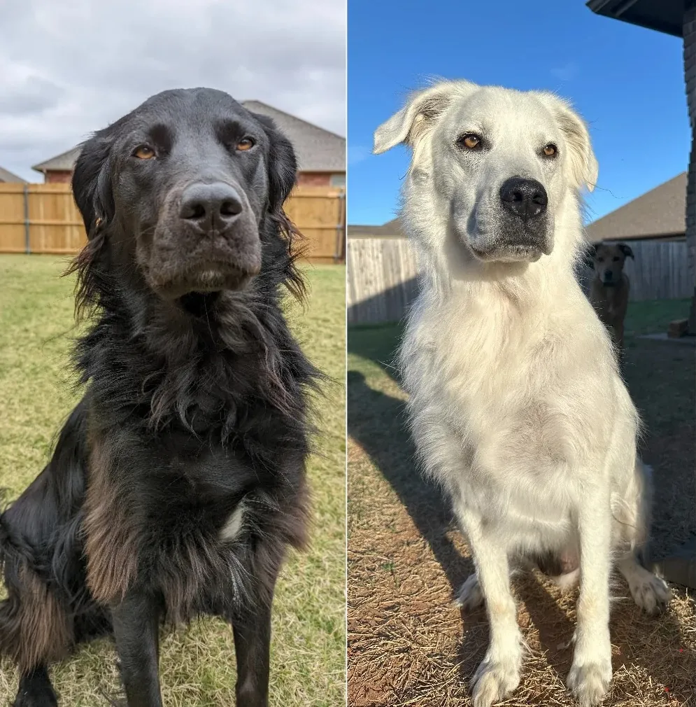 Perrito negro se volvió blanco en 2 años: ¡Mirá el proceso!