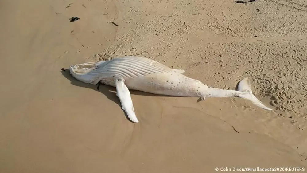 Apareció una extraña ballena albina muerta en una playa de Australia