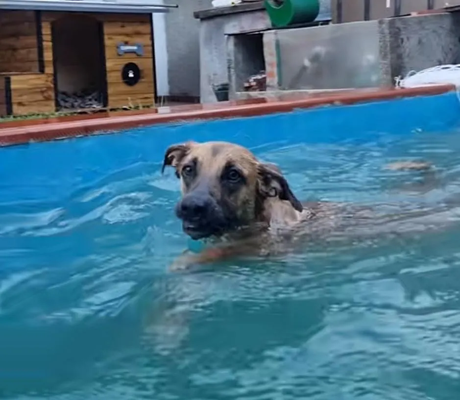 Cleo, la perra que se transforma en sirena: ¡mirá su primer chapuzón de la temporada!