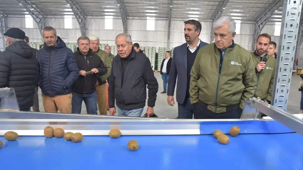 Avanza la producción de kiwi en Miramar 2