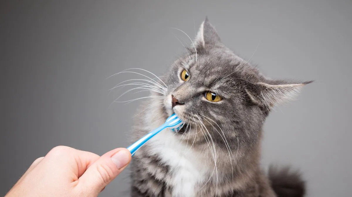 Gato que ama cepillarse los dientes genera ternura y conciencia en redes