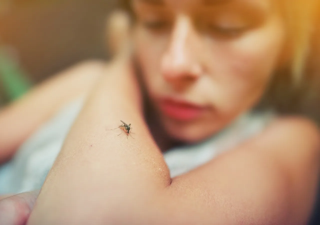 Dengue mosquito picadura síntomas