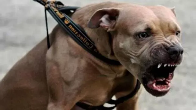 Otro ataque de perro Pitbull deja a una beba en grave estado