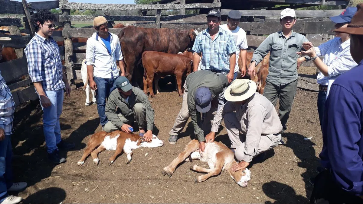 Productores ganaderos asistidos por el PRODAF Productores ganaderos asistidos por el PRODAF
